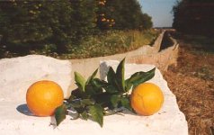 Orangenplantage